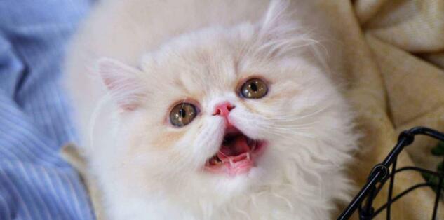为啥要养猫猫狗狗？因为无论我几点回来，它都蹲在门口等我