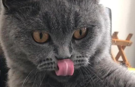 猫咪抬爪半天都不动，主人以为练神功，猫：看够了没，快救我