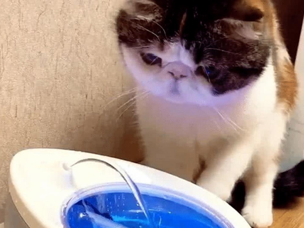 给猫咪买了个饮水机，以为它知道怎么用，结果猫咪的举动就像二哈