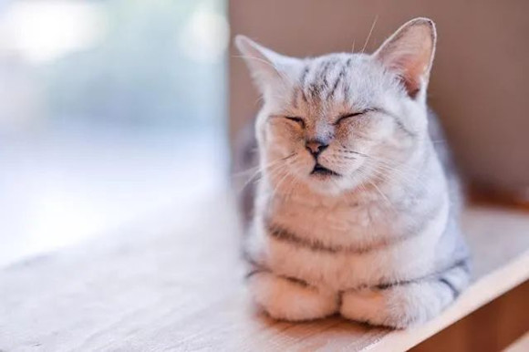 天气逐渐变冷,养猫咪的人家需要注意什么? 天气逐渐变冷,养猫咪的人家需要注意什么?