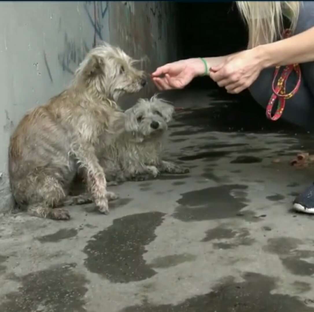 网友喝多之后把一只流浪狗拐回家抱着睡了一宿,转天睡醒都傻了