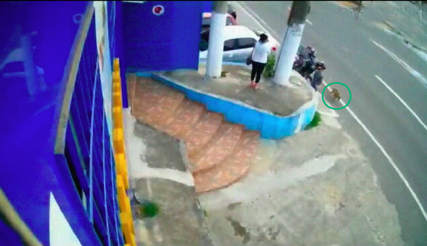 狗妈临近生产去医院门口求助，狗爸紧随其后，暗中保护它的安全！