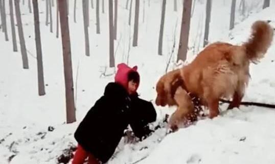 小主人出门玩雪跌倒,金毛急匆匆就跑上前:主人别怕我来拉你