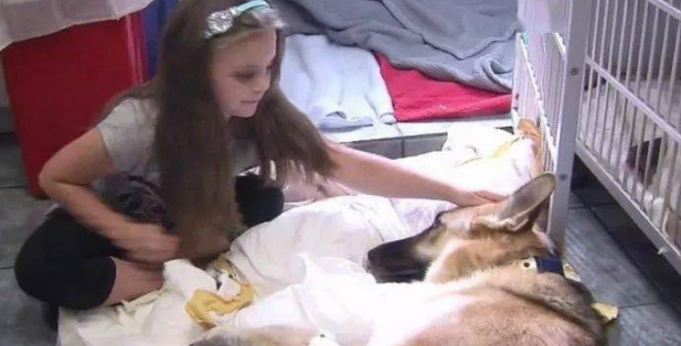 刚收养的狼犬忽然扑向家里7岁的小女儿，原本吓呆的家人最后却被感动哭……