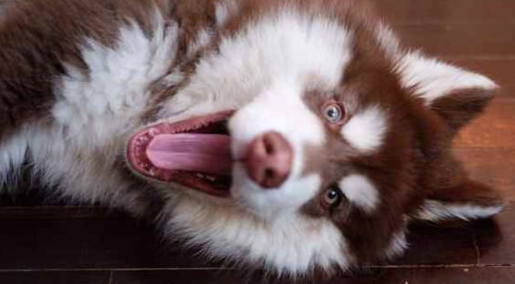 一只大型犬被吉娃娃吓哭，模样十分委屈，主人却忍不住笑了