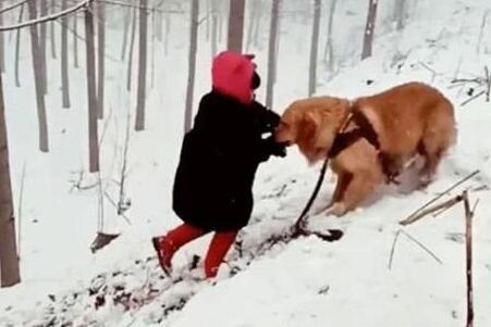 小主人出门玩雪跌倒，金毛急匆匆就跑上前：主人别怕我来拉你 