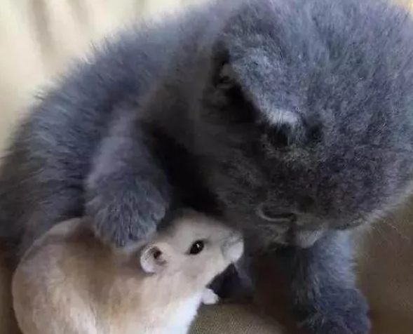 主人给小奶猫买了小仓鼠,过了一个小时后,主人却无奈了 主人给小奶猫买了小仓鼠,过了一个小时后,主人却无奈了