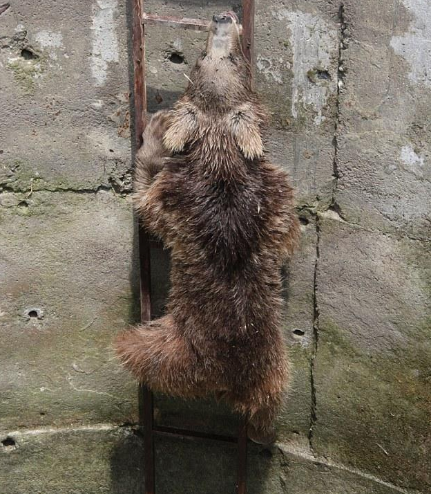 棕熊幼崽聪明 | 好聪明 小棕熊不慎跌入深井 自己顺着楼梯出去 棕熊幼崽聪明 | 好聪明 小棕熊不慎跌入深井 自己顺着楼梯出去