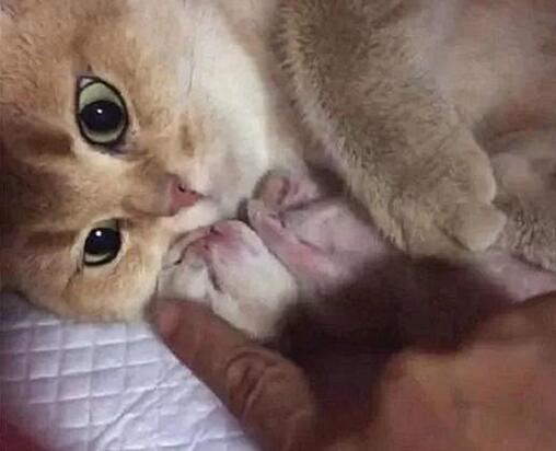 猫咪生下一名独子,铲屎官想抚摸一下,不料却被喵的眼神硬生生给劝退了 猫咪生下一名独子,铲屎官想抚摸一下,不料却被喵的眼神硬生生给劝退了
