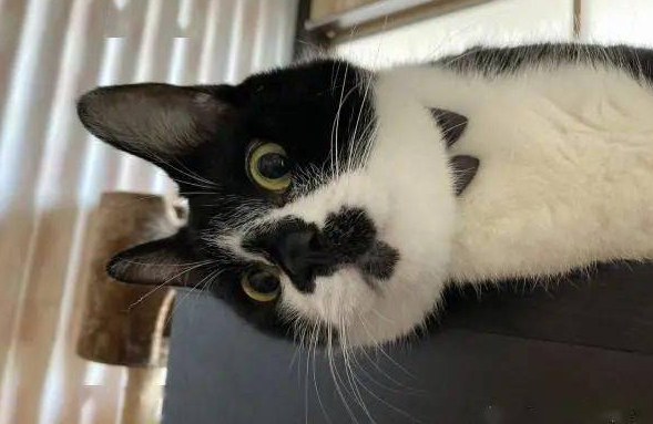 猫主子站空碗前催放饭，奴才叹：不要刚吃完就给我失忆啊！