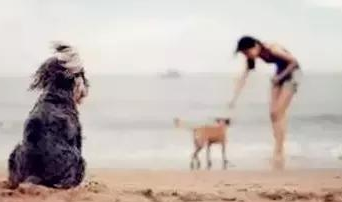 流浪狗到新家的感觉 | 流浪狗走进新家的所有第一次,那种不知所措我们真的不懂! 流浪狗到新家的感觉 | 流浪狗走进新家的所有第一次,那种不知所措我们真的不懂!