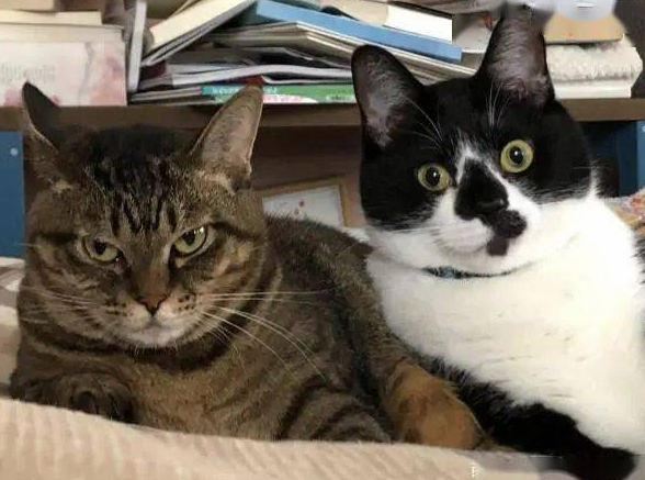 猫主子站空碗前催放饭，奴才叹：不要刚吃完就给我失忆啊！