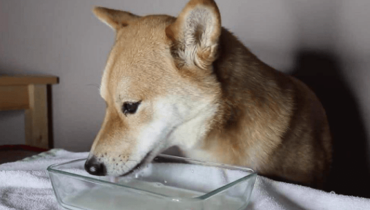 狗嘴溃烂流血怎么治 