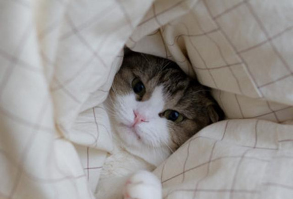 天气逐渐变冷,养猫咪的人家需要注意什么? 天气逐渐变冷,养猫咪的人家需要注意什么?