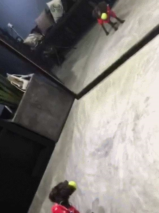 泰迪玩得正嗨，突然从镜子里看到剃毛后的自己，吓得球都掉了