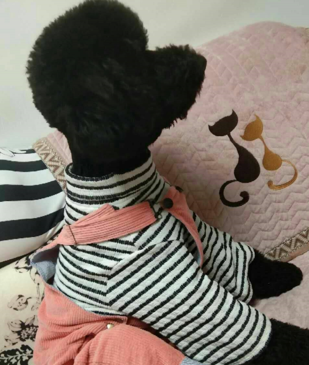 泰迪犬被打扮成了家庭主妇，但它的内心还只是个孩子，看它多可爱