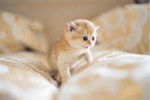 5分钟带你看完猫咪的一生，请珍惜与猫咪的相处时光！