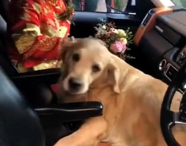 女主出嫁要离开家,金毛急忙跑到驾驶位坐着,汪:要走带上我 女主出嫁要离开家,金毛急忙跑到驾驶位坐着,汪:要走带上我
