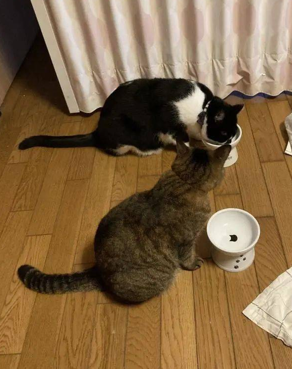 猫主子站空碗前催放饭，奴才叹：不要刚吃完就给我失忆啊！