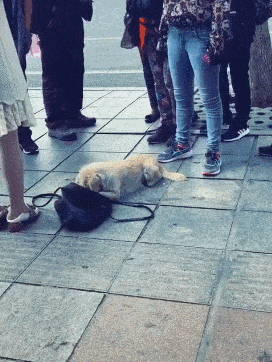 为了生存,流浪狗都学会了哪些技能? 为了生存,流浪狗都学会了哪些技能?