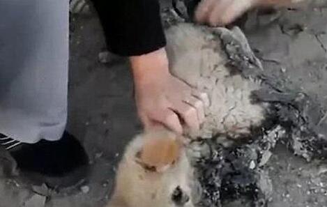 流浪狗被粘在水泥上,来往路人却无动于衷,唯有他愿意伸出援手 流浪狗被粘在水泥上,来往路人却无动于衷,唯有他愿意伸出援手