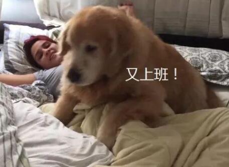 10岁金毛趴在被子上不动，主人一脸委屈地看着男主人