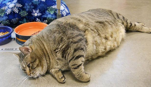 猫咪最胖多少斤 | 美国一猫咪体重超30斤 或为世界最胖猫