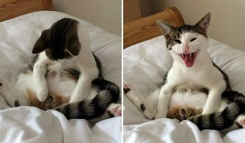 猫咪绝育的最佳时间是什么时候？不知道的快来看看！
