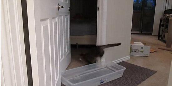 美宠物猫开门
