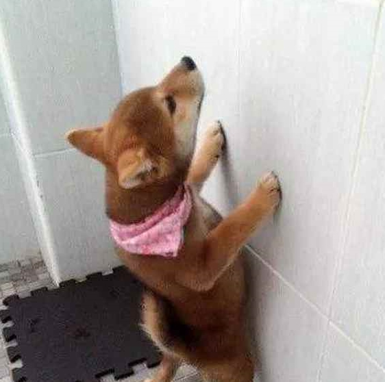 小柴犬拆家被主人罚站,主人准备暴打它一顿,下一秒网友爆笑不已 小柴犬拆家被主人罚站,主人准备暴打它一顿,下一秒网友爆笑不已