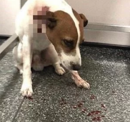 一行六人携斗牛犬袭击宠物狗,而狗主人却只能…… 一行六人携斗牛犬袭击宠物狗,而狗主人却只能……