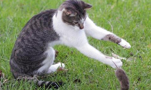 猫都会捉老鼠吗 | 猫咪要长到多大才会捉老鼠？