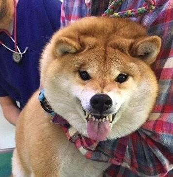 柴犬被主人套路，还以为是要出去玩，被拉进医院时表情惹人发笑 
