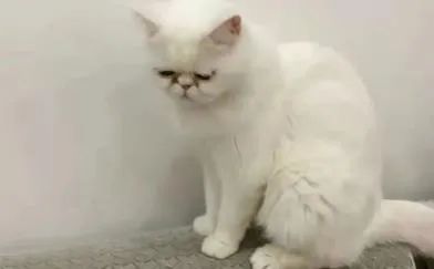 一确诊病例家中3只猫核酸呈阳性，被执行安乐死