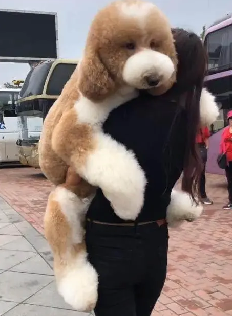 贵宾犬没牵绳 | 贵宾犬没牵绳被车轧死 狗主人和车主谁要担责 贵宾犬没牵绳 | 贵宾犬没牵绳被车轧死 狗主人和车主谁要担责