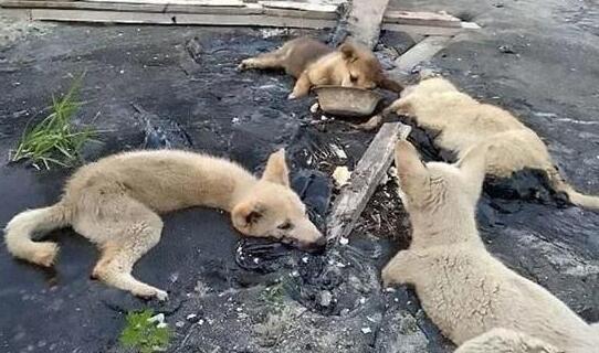 流浪狗被粘在水泥上，来往路人却无动于衷，唯有他愿意伸出援手