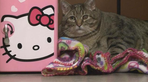 猫咪最胖多少斤 | 美国一猫咪体重超30斤 或为世界最胖猫