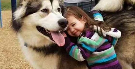 一只大型犬被吉娃娃吓哭，模样十分委屈，主人却忍不住笑了
