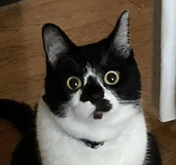 猫主子站空碗前催放饭，奴才叹：不要刚吃完就给我失忆啊！