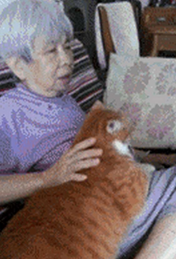 将橘猫送给奶奶养,再次去奶奶家时,发现一只“大鸡腿” 将橘猫送给奶奶养,再次去奶奶家时,发现一只“大鸡腿”