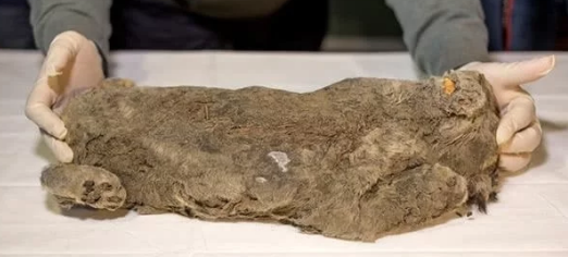 冻土层挖出14000年前未知生物，既像狗又像狼，它到底是什么