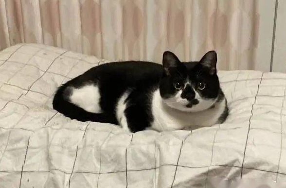 猫主子站空碗前催放饭，奴才叹：不要刚吃完就给我失忆啊！