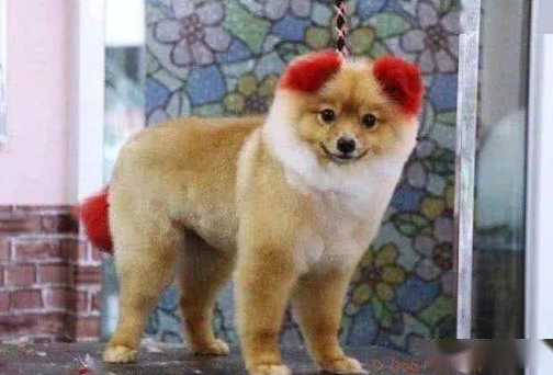 带狗狗去美容院染颜色，一个月后狗狗永远失去了它的耳朵