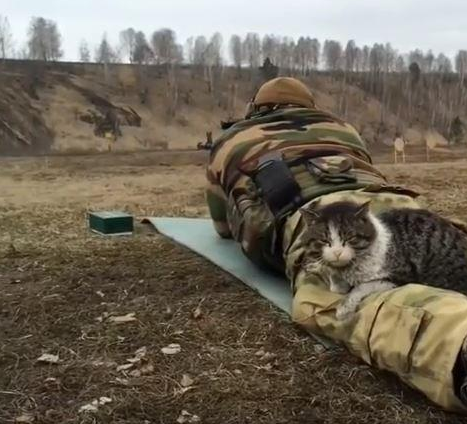俄罗斯猫咪扛枪图片 | 战斗民族军人趴草地练射击，猫主子悠哉躺在他腿上闭目养神！
