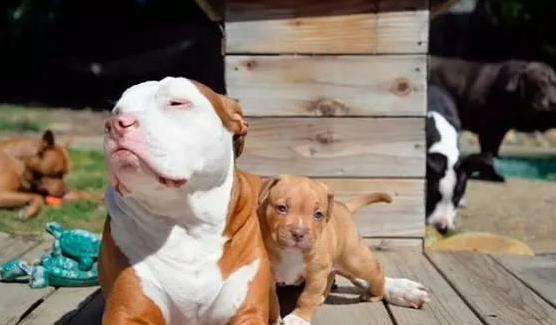 惺惺相惜超暖心 大比特犬哄小比特犬睡午觉 画面很美 惺惺相惜超暖心 大比特犬哄小比特犬睡午觉 画面很美