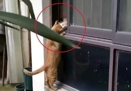 两只猫咪依偎在一楼窗口，恰好被网友看到猫粮吃的噎得慌！