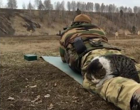 俄罗斯猫咪扛枪图片 | 战斗民族军人趴草地练射击，猫主子悠哉躺在他腿上闭目养神！