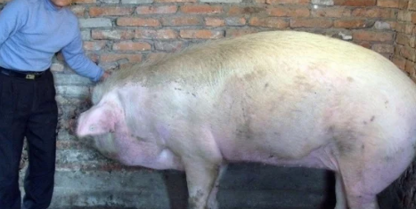 被称为浙江猪王体重达1100公斤躲过4次屠刀最终皈依佛门