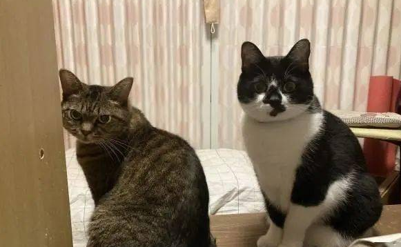 猫主子站空碗前催放饭，奴才叹：不要刚吃完就给我失忆啊！