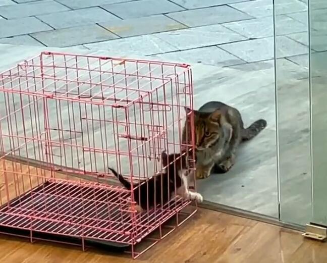 救了一只小猫,猫妈妈找上门要孩子,确认小猫有家后它竟转身离开